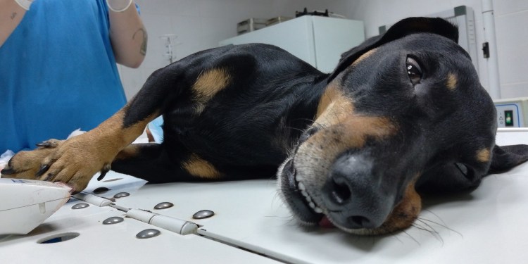 Шов после стерилизации