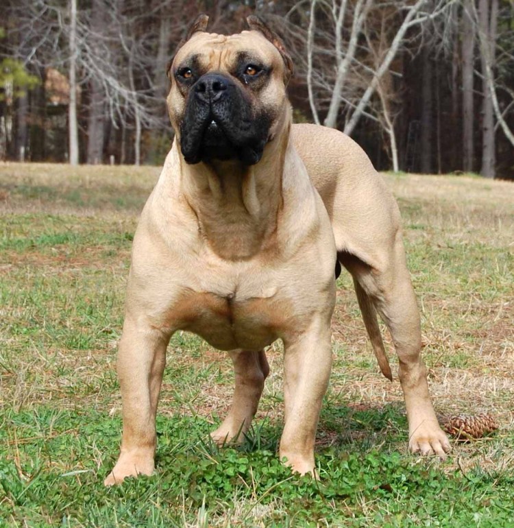 Сибирский хаски породы собак