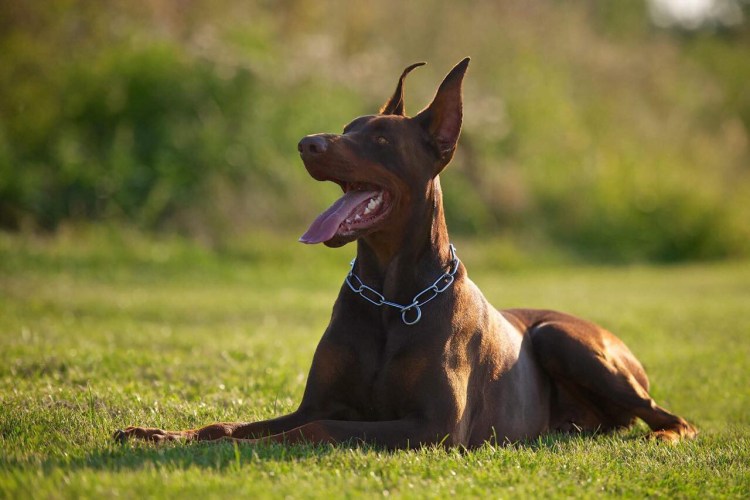 Блю-Лейси порода собак
