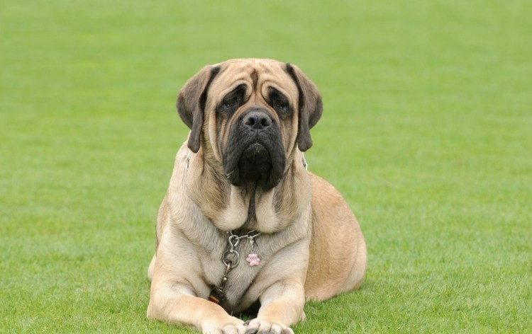 Золотистый ретривер