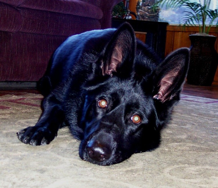 Немецкая овчарка черная короткошерстная