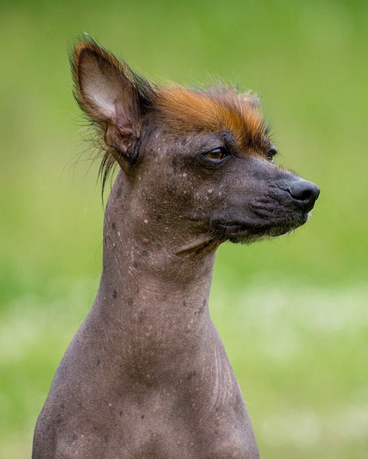 Перуанская Орхидея инков