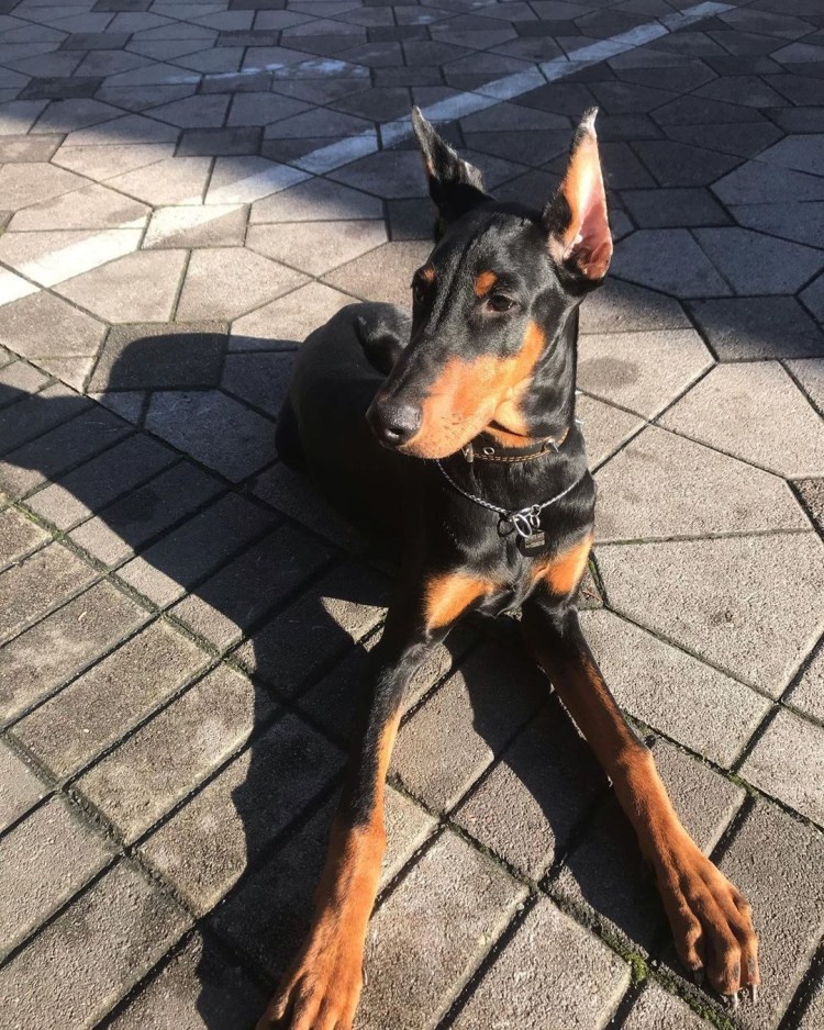 Доберман Эдит