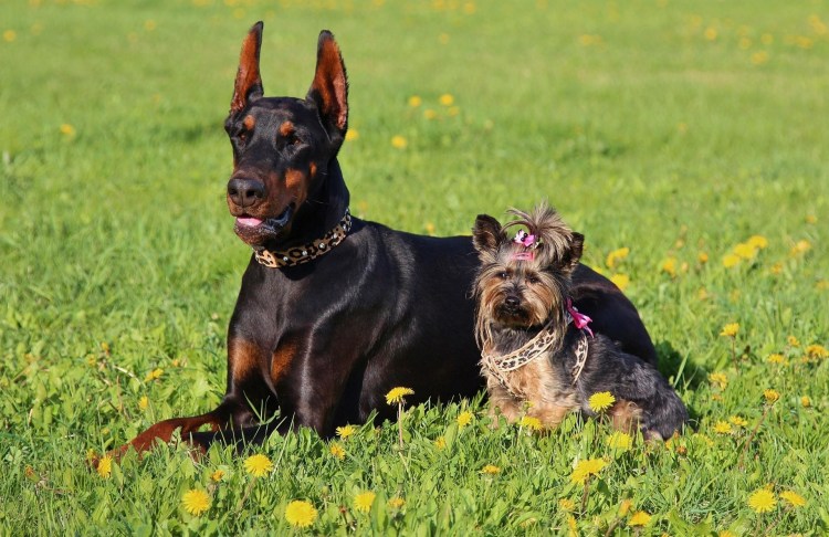 Доберман терьер