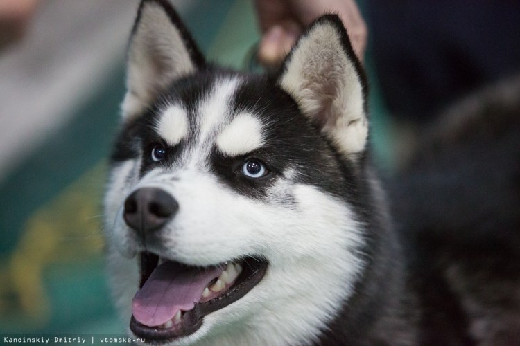 Снежные псы пес демон