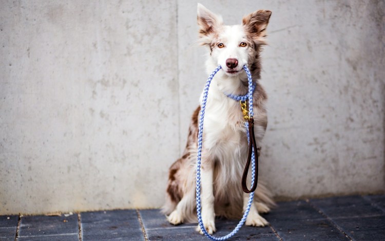 Щенок с поводком