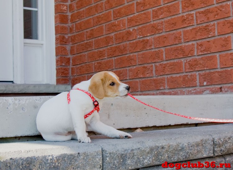 Щенок с поводком
