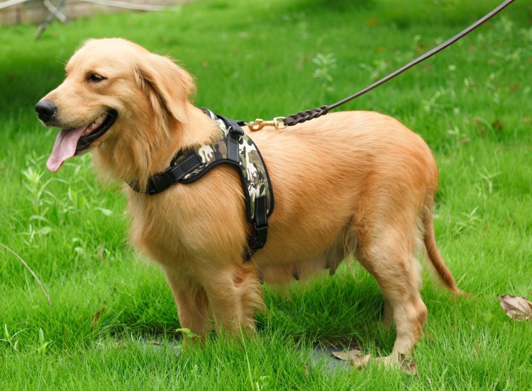 Шлейка Collar k9