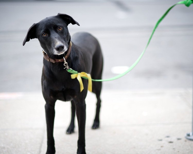 Собака на улице на поводке