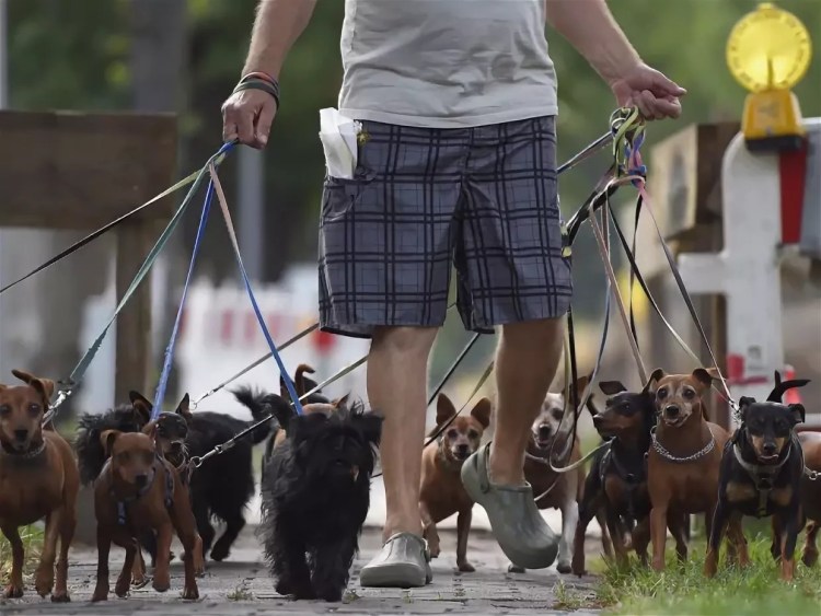 Собака тянет поводок