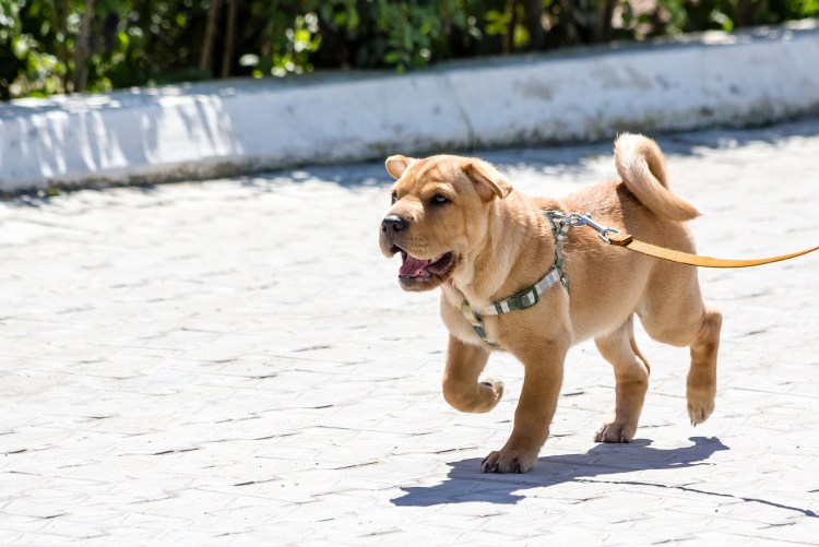 Счастливая собака на поводке