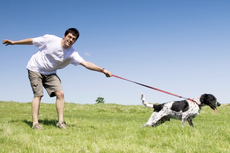 Поводок для собак