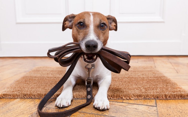Собака тянет поводок