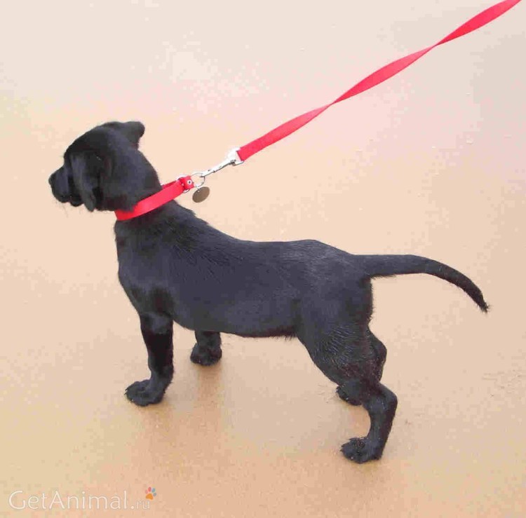 Джек Рассел