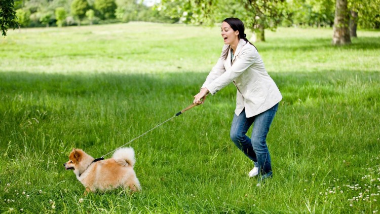 Хозяин на поводке