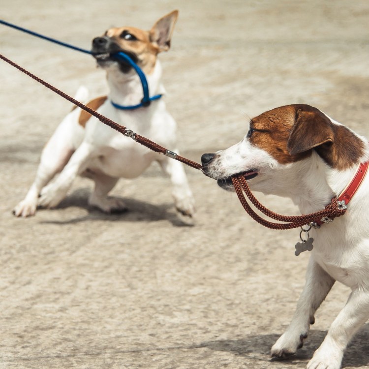 Собака подбирает на улице