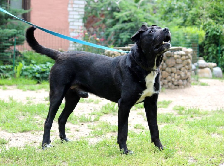 Метисы Кане Корсо и Стаффордшира