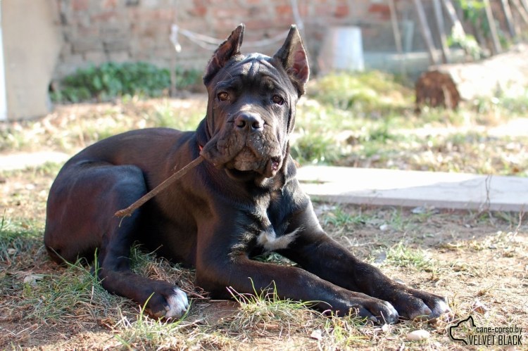 Малинуа и Кане Корсо