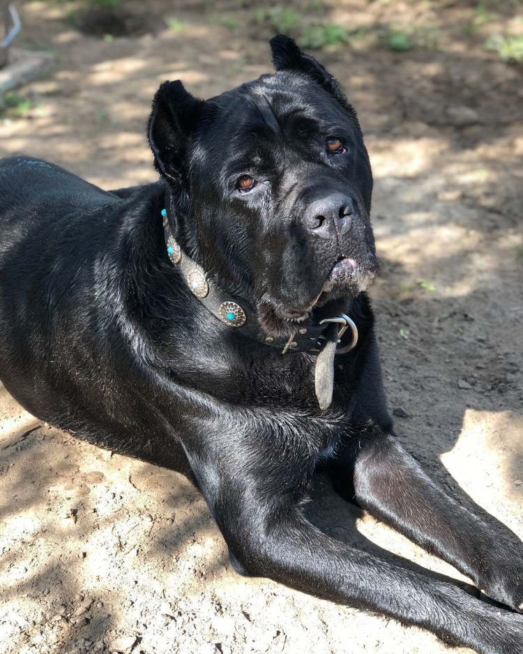 Метис Кане Корсо и овчарки