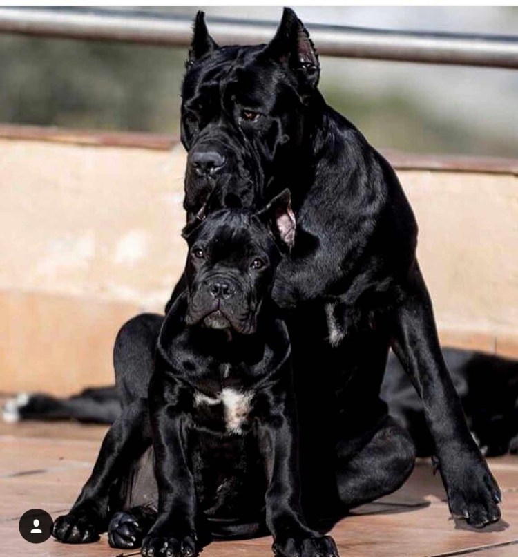 Метис Кане Корсо