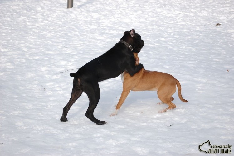 Кане Корсо и стафф смесь