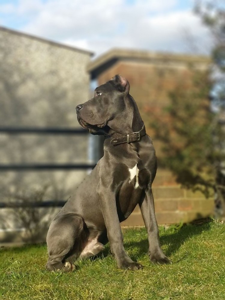 Кане Корсо и питбуль