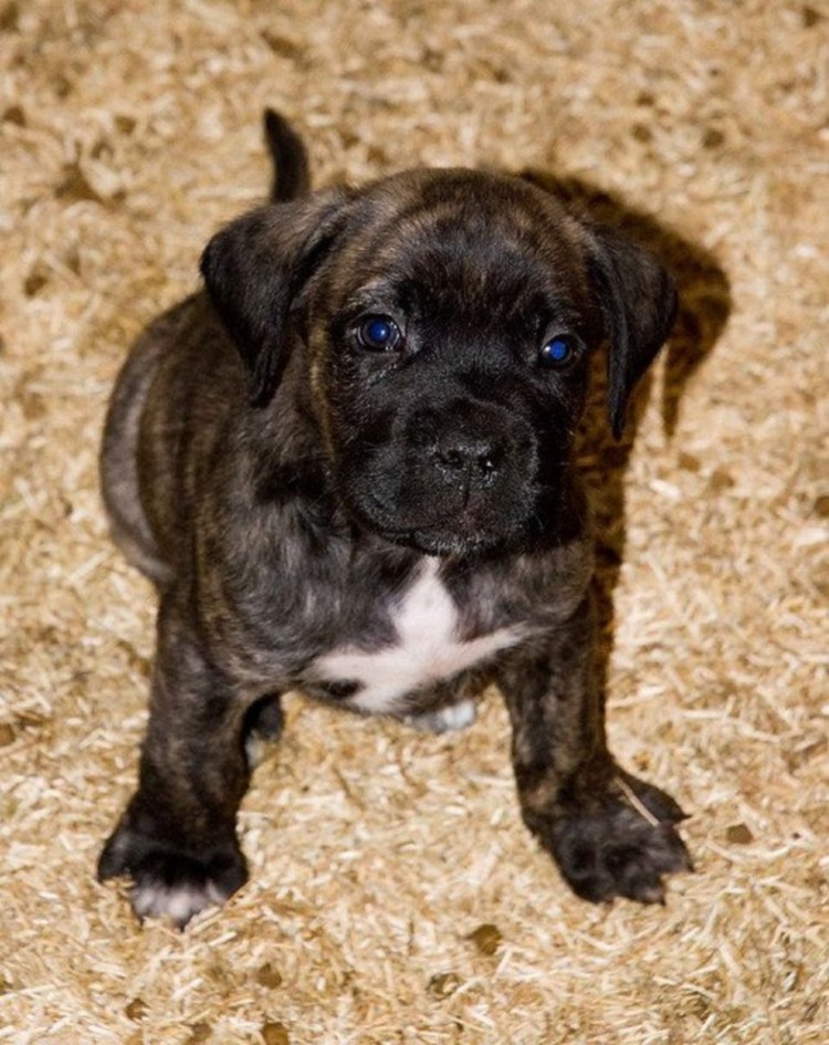 Кане Корсо и боксер