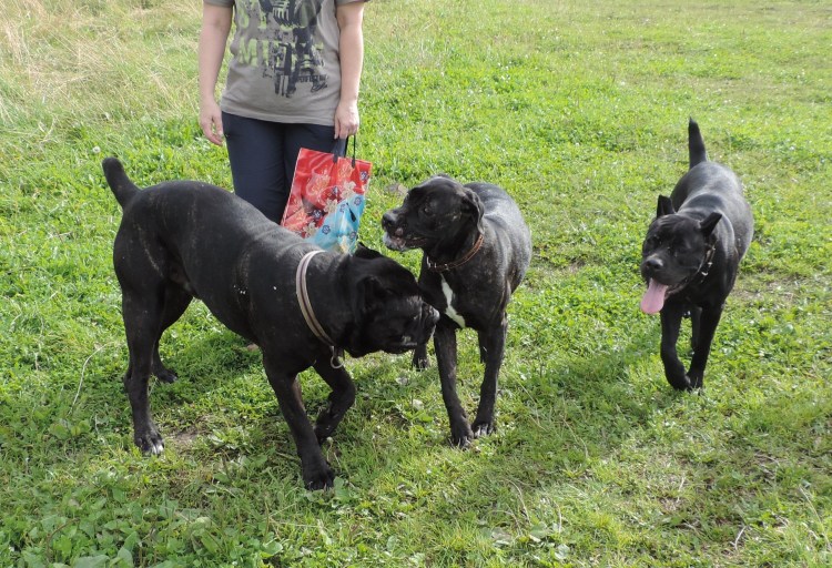 Стаффордширский ротвейлер