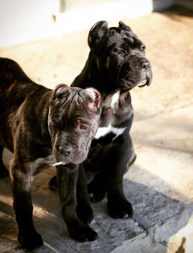 Помесь шпица и Кане Корсо