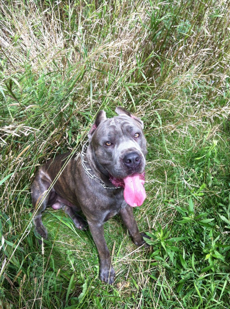 Кане Корсо и лабрадор