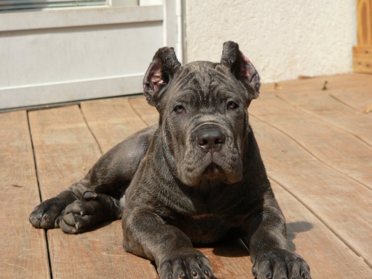 Лабрадор и Стаффорд