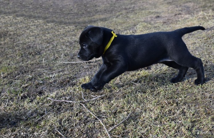 Кане Корсо и бультерьер