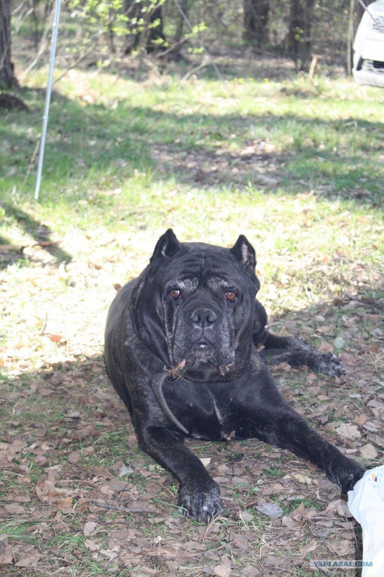 Метис Кане Корсо