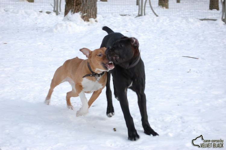 Метис Кане Корсо и лабрадора