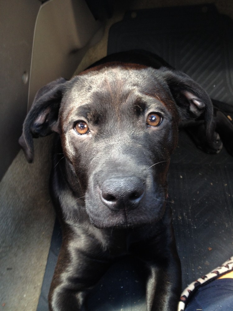 Метис Кане Корсо и алабая