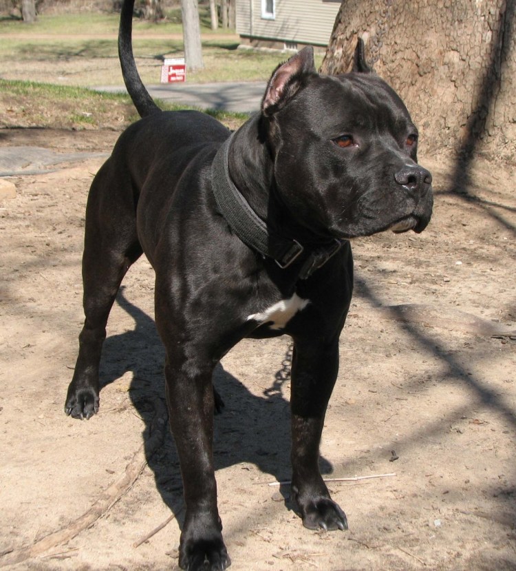 Метис добермана и Кане Корсо