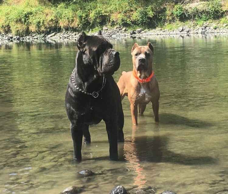 Стафф и Кане Корсо метис