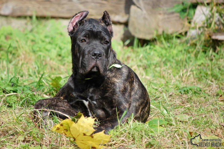 Метис Кане Корса и стафф