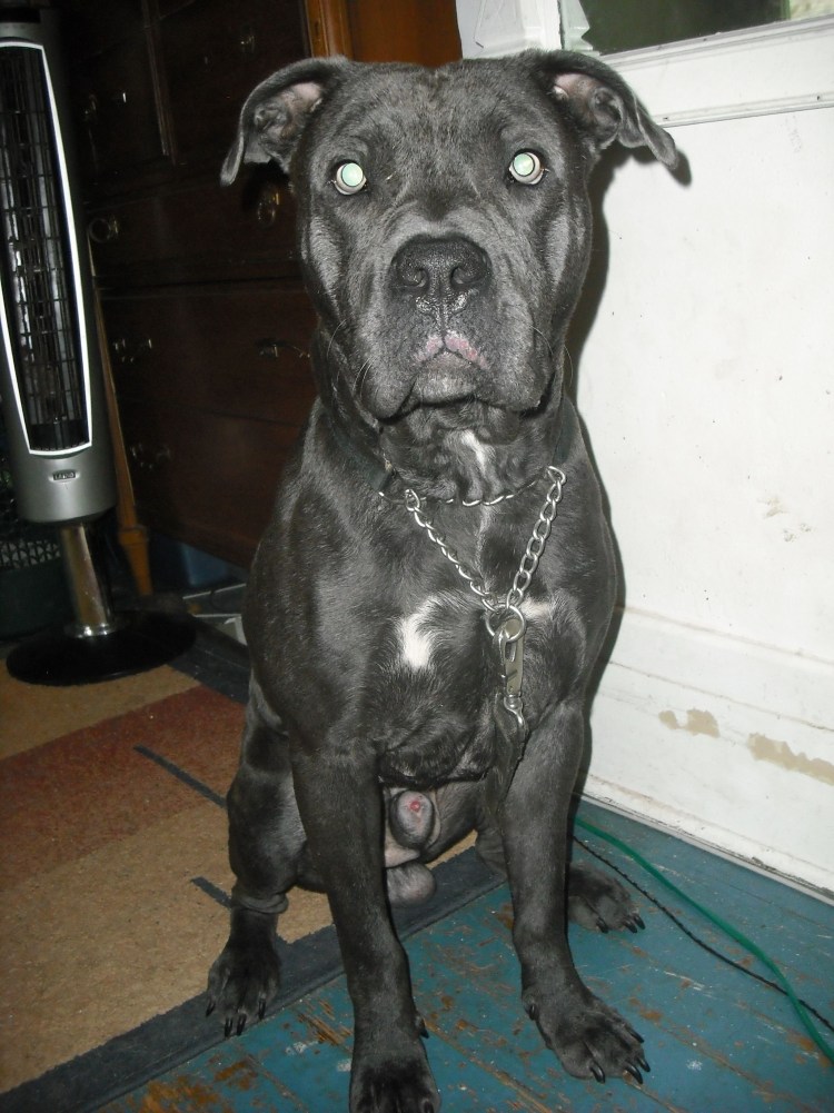 Кане Корсо и стаффордширский терьер