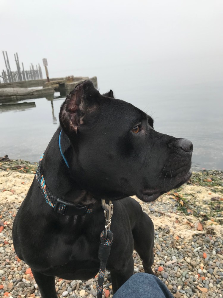 Метис Кане Корсо