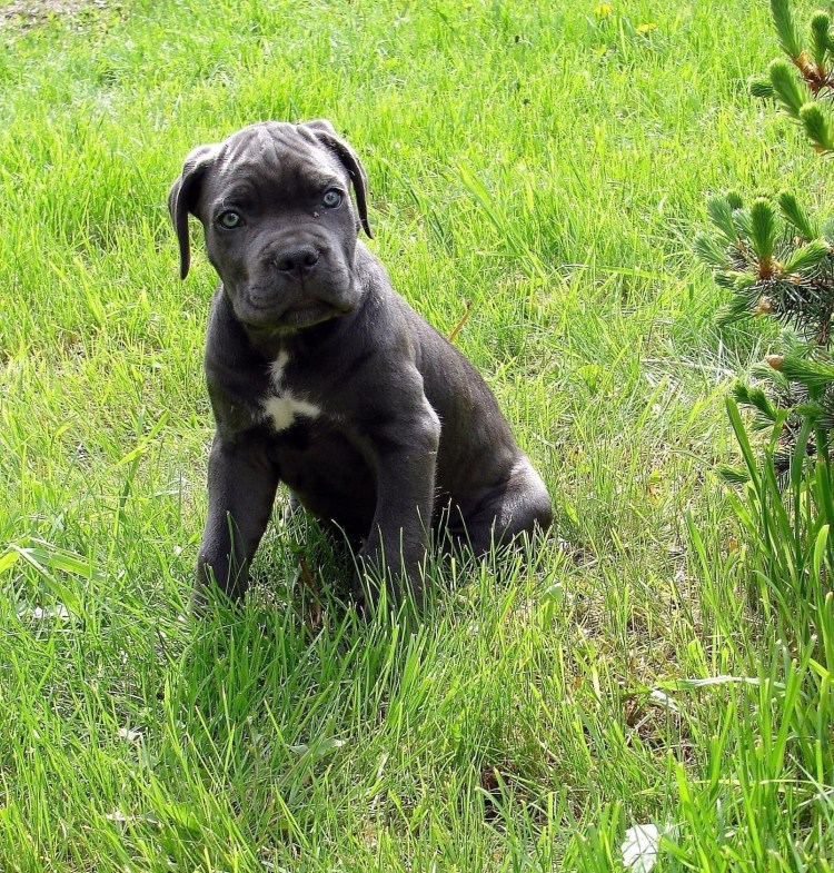 Кане Корсо тигровый метис