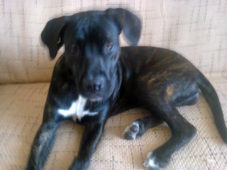 Кане Корсо и бульдог