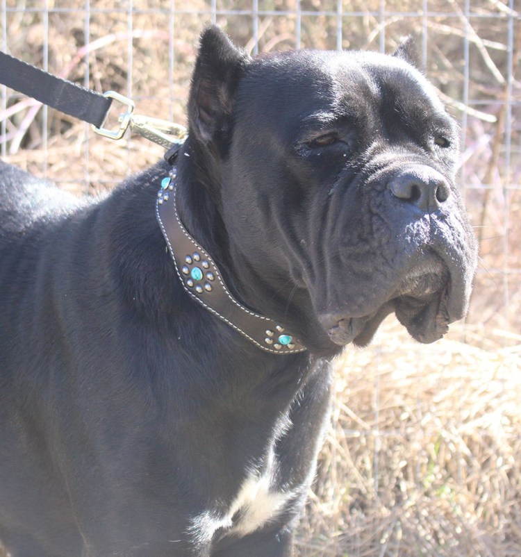 Питбультерьер и Кане Корсо