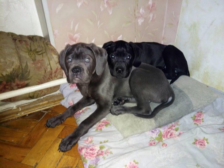 Помесь ротвейлера и Кане Корсо