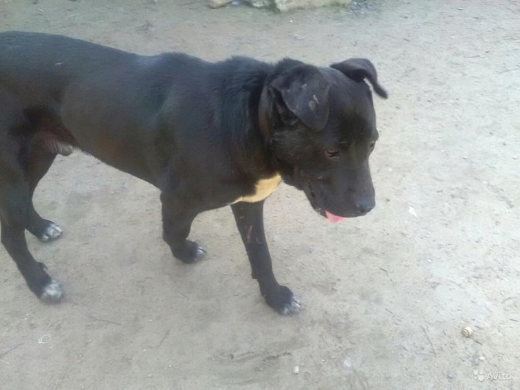 Канарский дог Кане Корсо питбуль