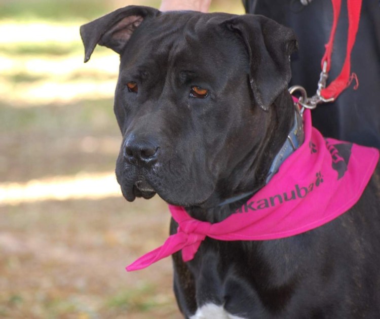 Метис Кане Корсо