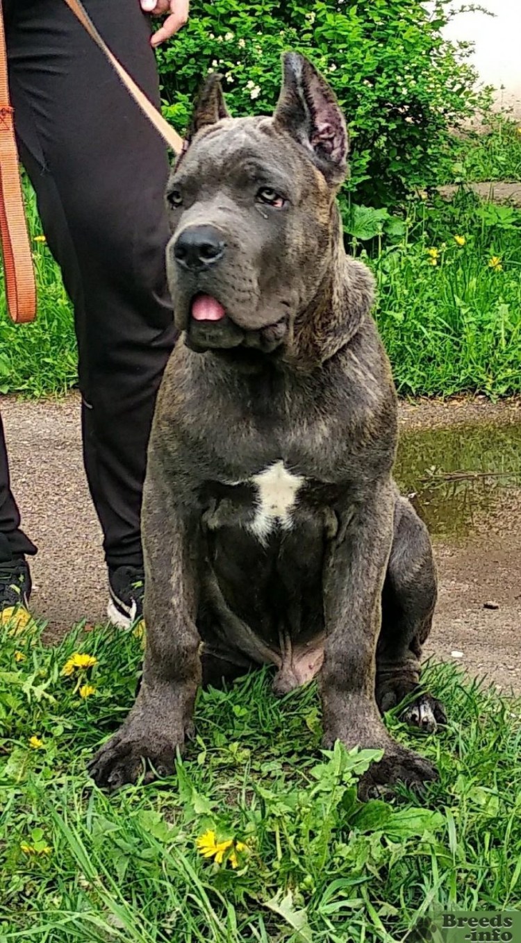 Кане Корсо и лабрадор