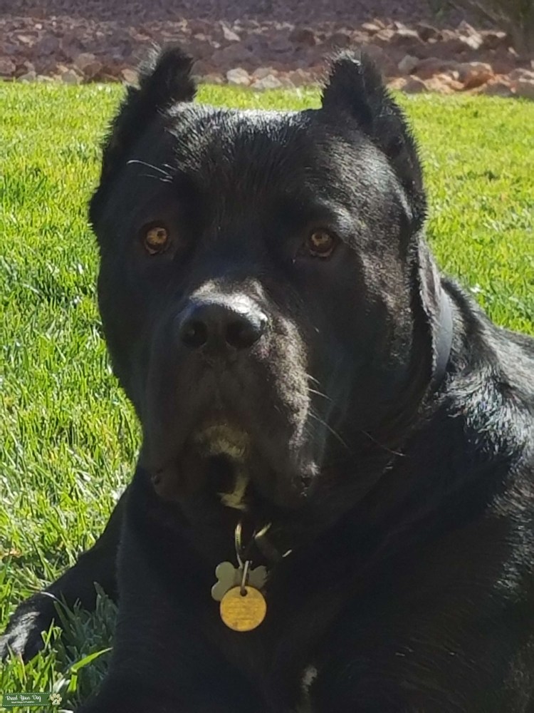 Питбуль и лабрадор метис