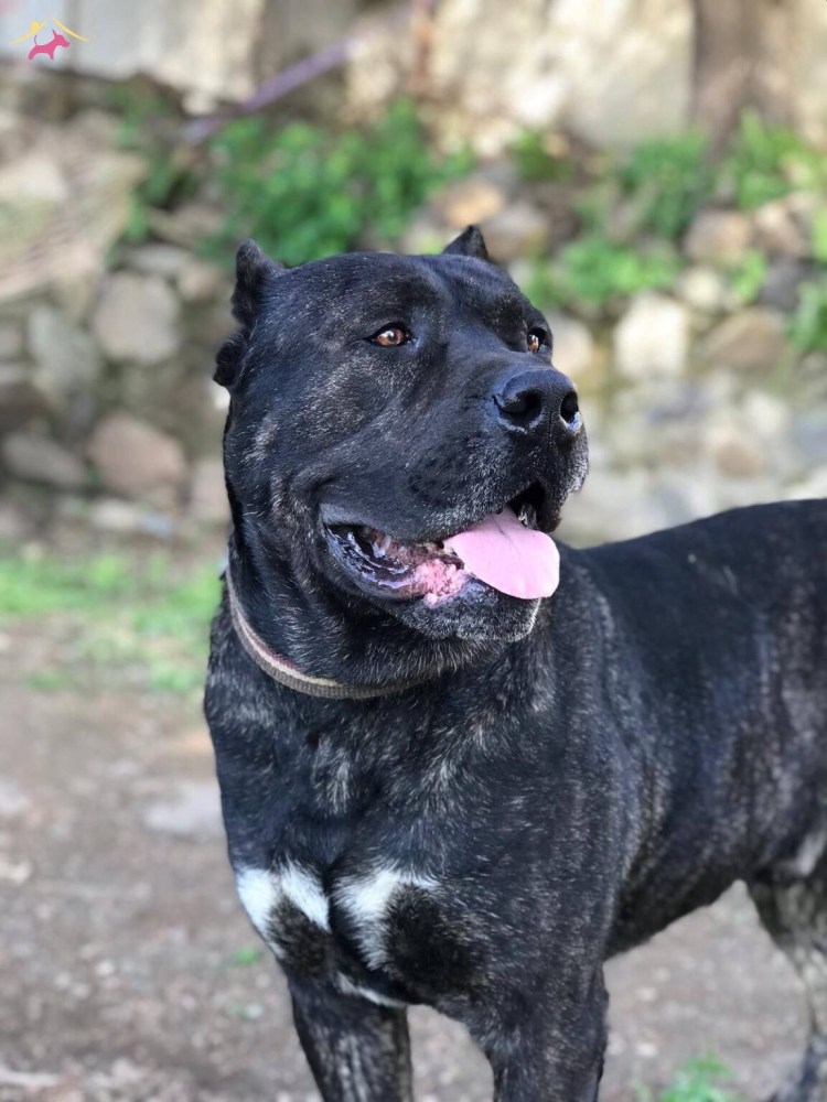 Метис Кане Корсо и алабая