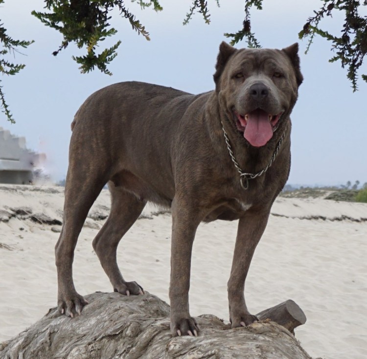 Доберман питбуль Кане Корсо